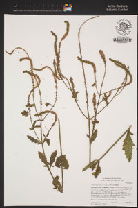 Verbena lasiostachys var. scabrida image
