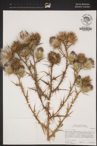 Cirsium vulgare image