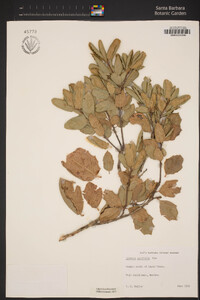 Quercus agrifolia image