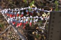 Dudleya pulverulenta image