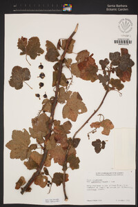 Ribes sanguineum var. glutinosum image