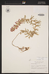 Castilleja affinis image