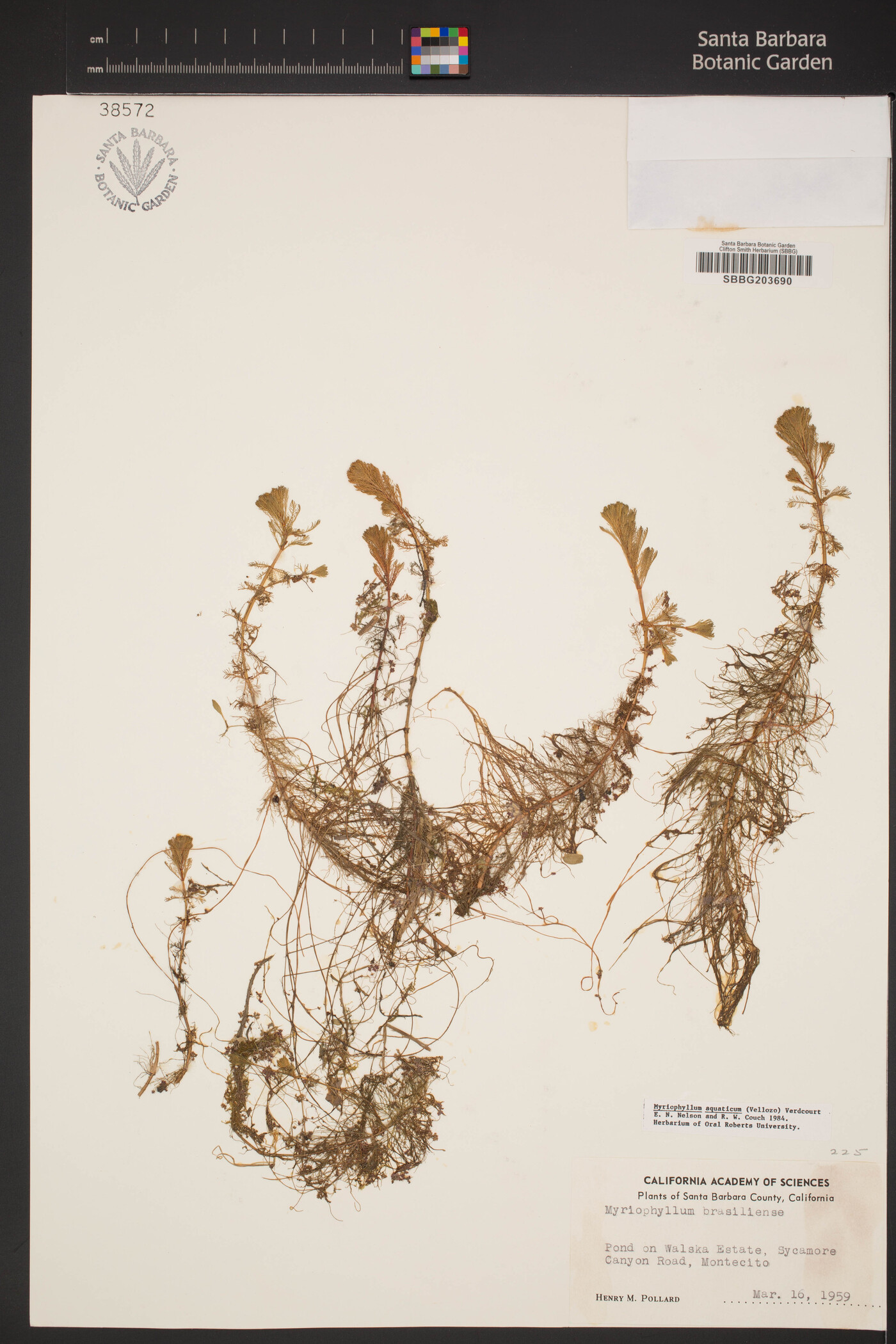 Myriophyllum image