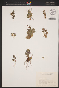 Scutellaria tuberosa image