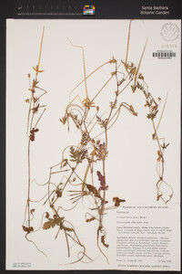 Erodium botrys image