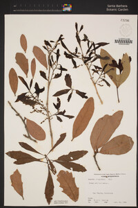 Quercus virginiana image