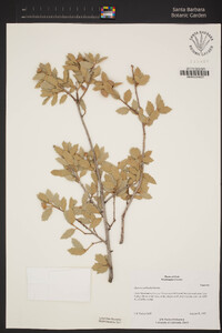 Quercus turbinella image