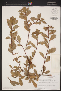 Quercus × macdonaldii image