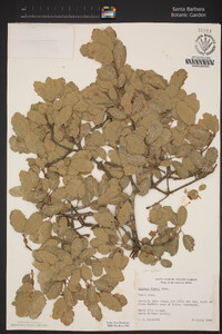 Quercus pacifica image