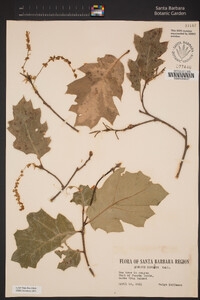 Quercus × morehus image