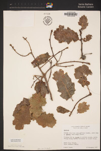 Quercus lobata image