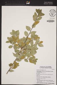 Quercus chrysolepis image