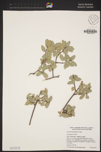 Quercus berberidifolia image