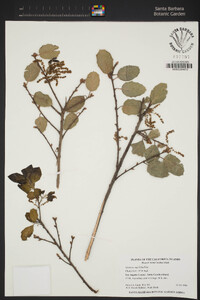 Quercus agrifolia image