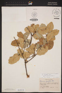 Quercus agrifolia image