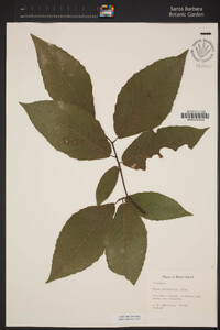 Fagus grandifolia image