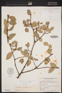 Quercus wislizeni var. frutescens image