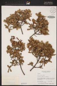 Quercus durata image