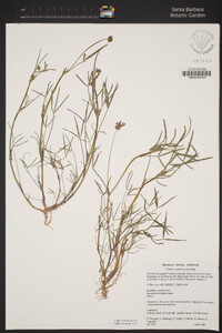 Trifolium willdenovii image