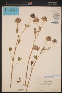 Trifolium willdenovii image