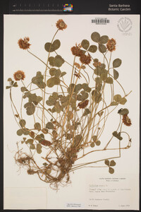 Trifolium repens image