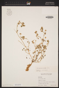 Trifolium microcephalum image