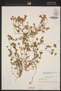 Trifolium gracilentum image