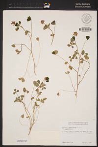 Trifolium gracilentum image