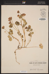 Trifolium fucatum image