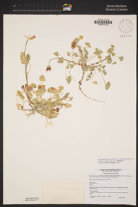 Trifolium fucatum image