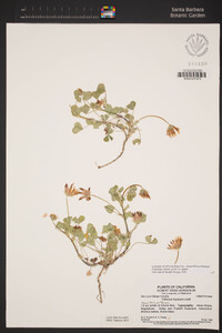 Trifolium fucatum image