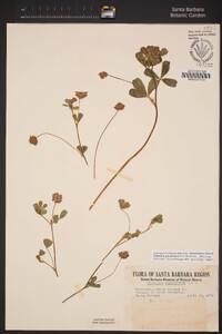 Trifolium gracilentum image