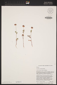 Trifolium ciliolatum image
