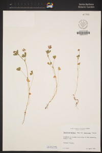 Trifolium bifidum image