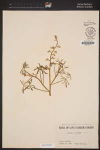 Lupinus truncatus image