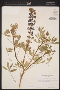 Lupinus succulentus image