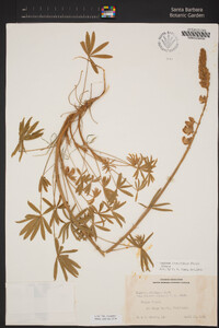 Lupinus longifolius image