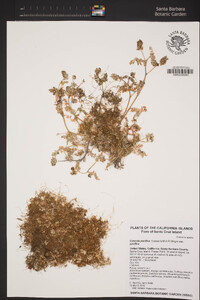 Cuscuta pacifica image