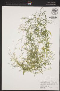 Vicia ludoviciana image