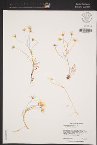 Limnanthes douglasii subsp. nivea image