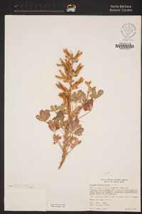 Lupinus hirsutissimus image