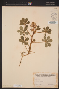 Lupinus hirsutissimus image