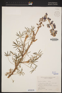 Lupinus benthamii image