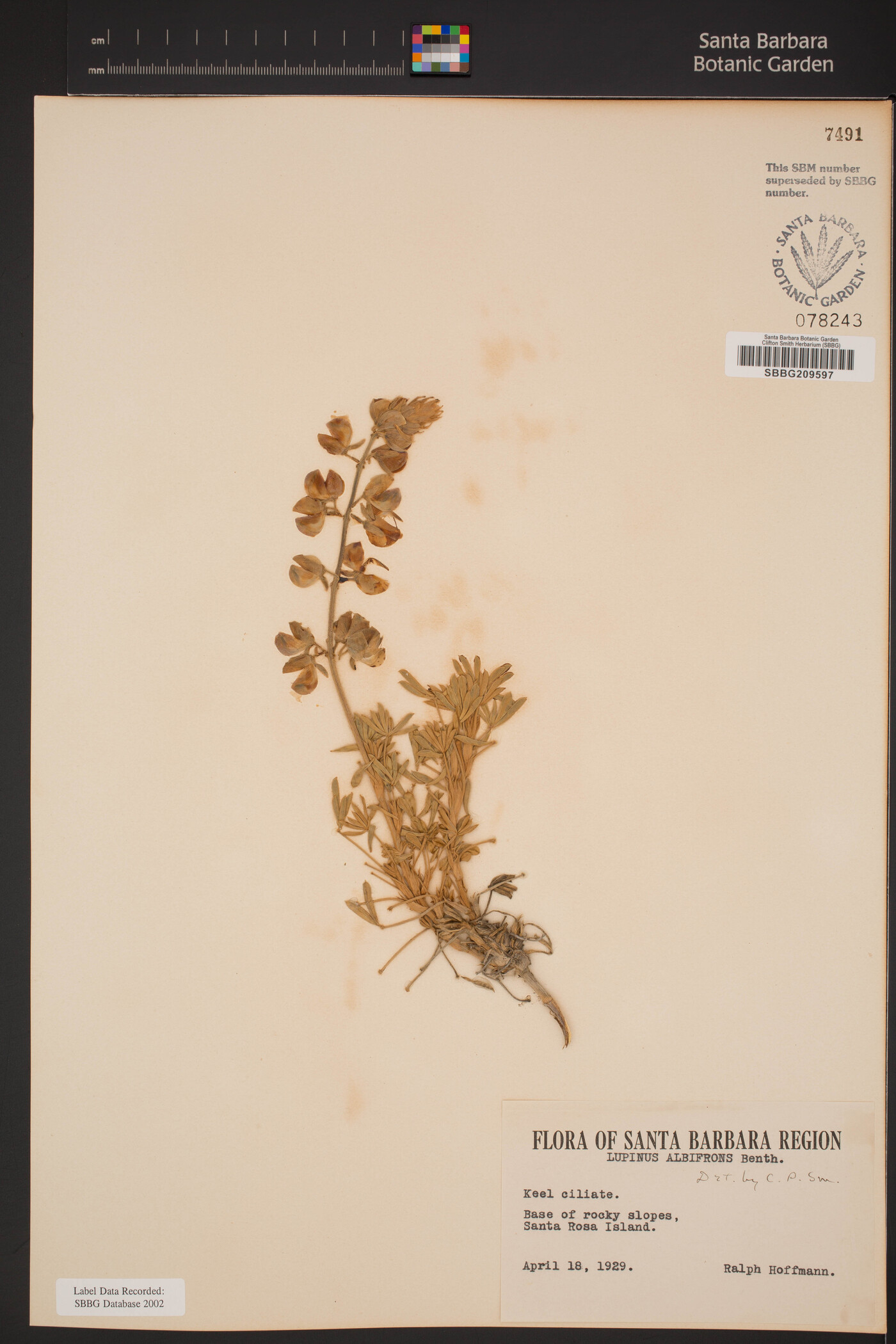 Lupinus albifrons var. douglasii image
