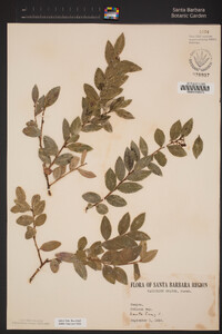 Vaccinium ovatum image