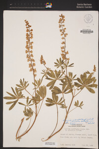 Lupinus arbustus image