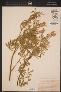 Lupinus arboreus image