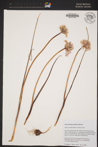 Allium howellii var. clokeyi image