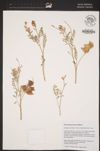 Astragalus lentiginosus image