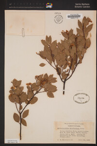 Arctostaphylos stanfordiana image